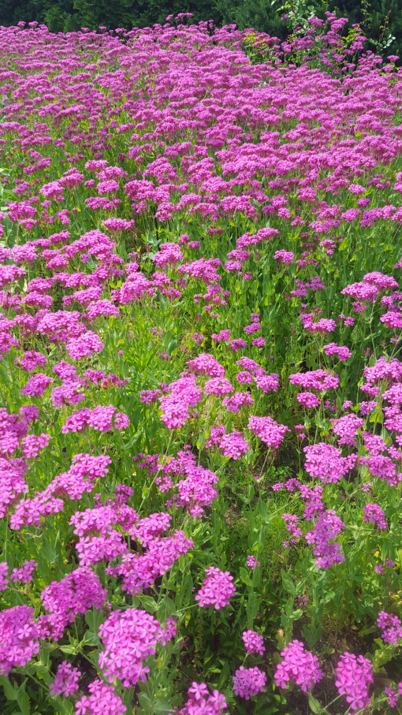 주변관광지 소개(고운식물원) 관련 이미지