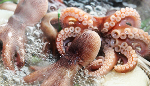 주꾸미 축제 이미지