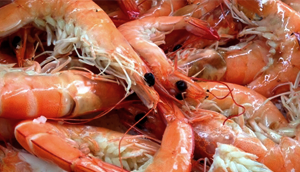 대하 전어 축제 이미지